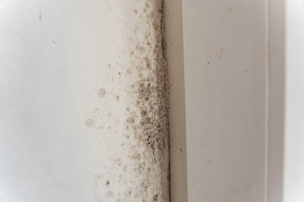Mold Odor Removal Services in Spring City, PA